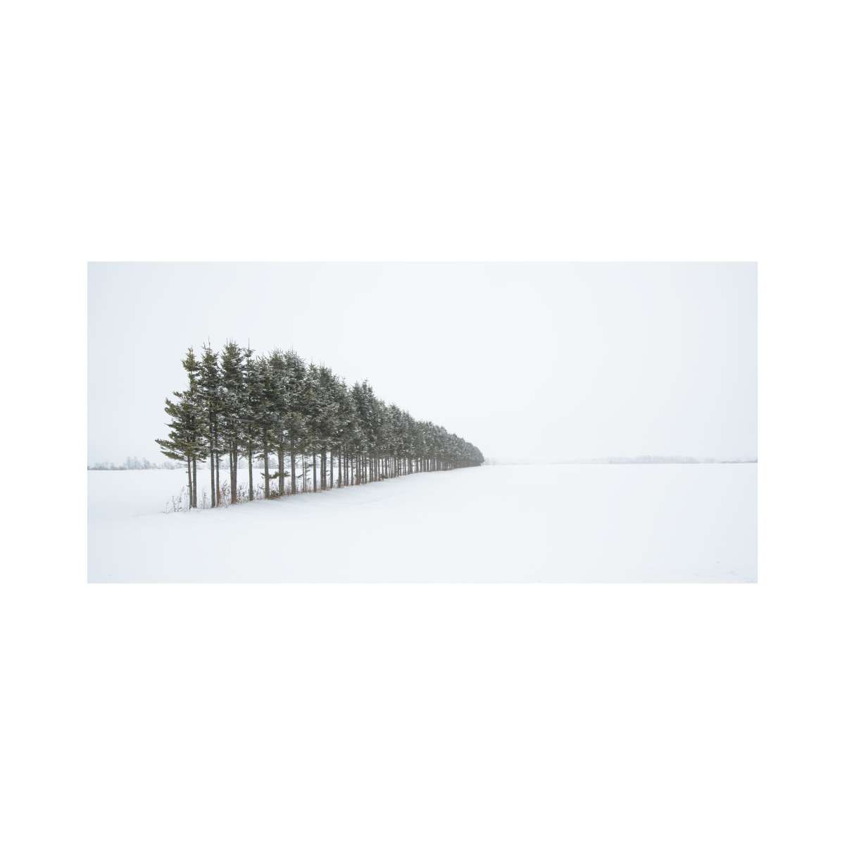 Wind Break