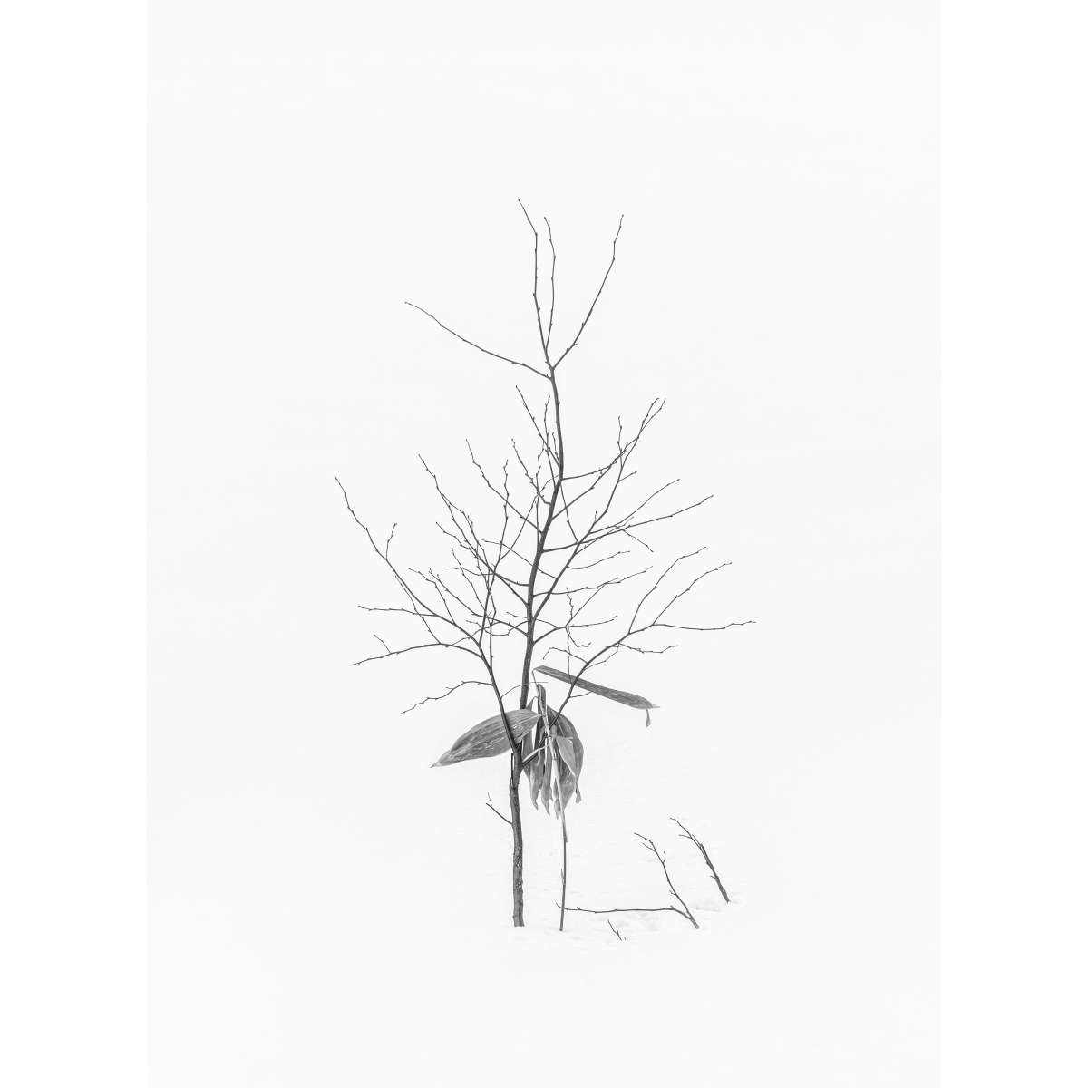 Bamboo Shoots
