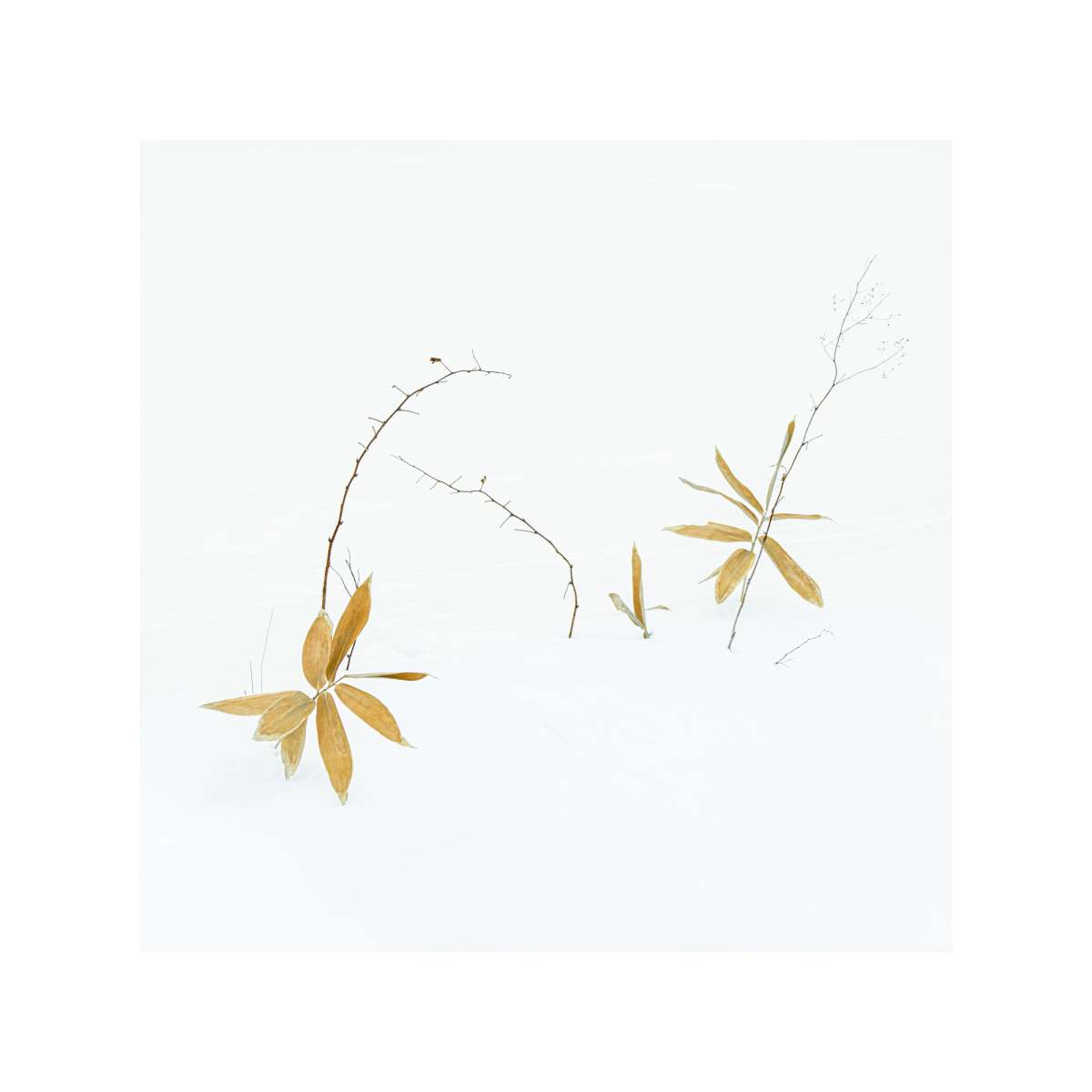 Dwarf Bamboo
