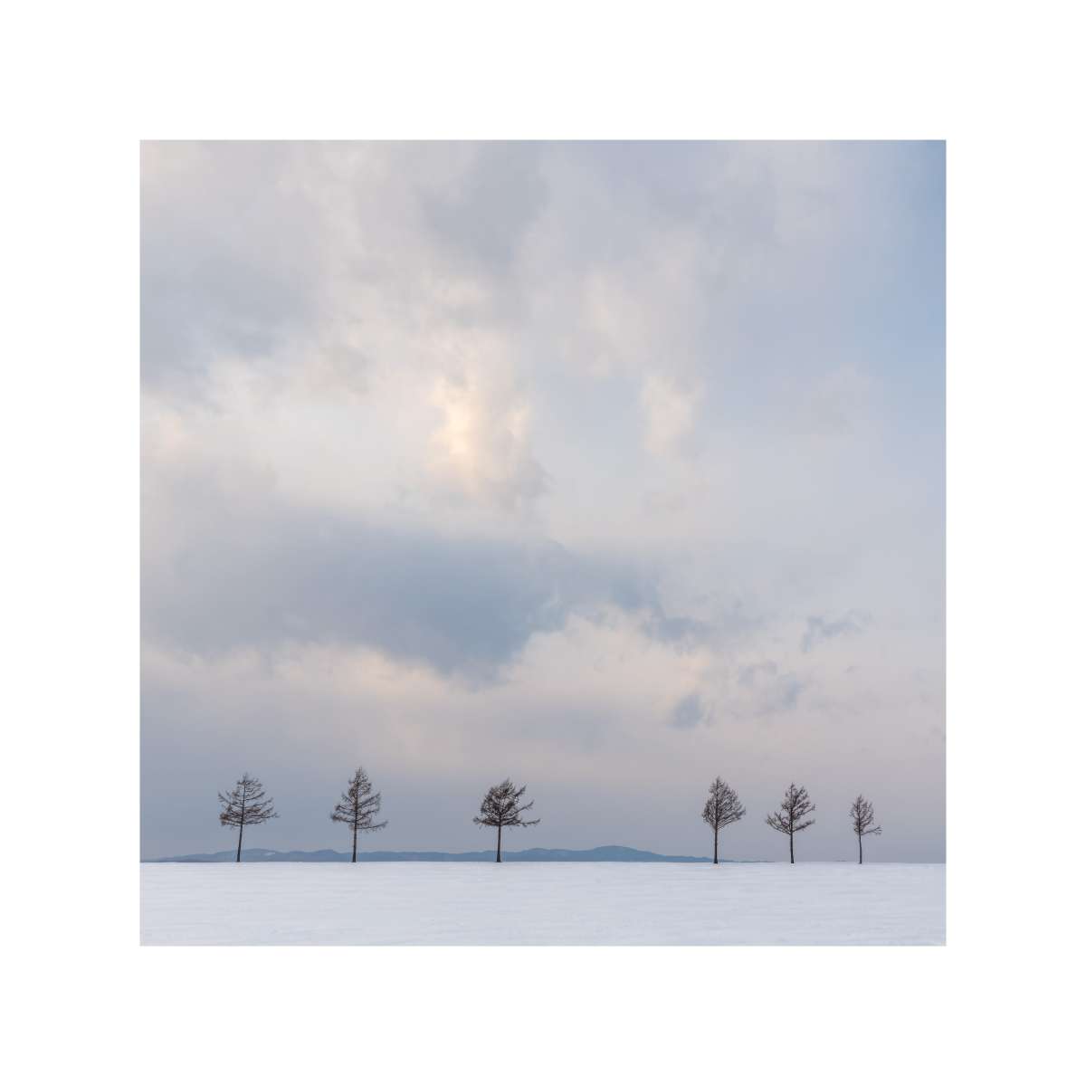Five Trees