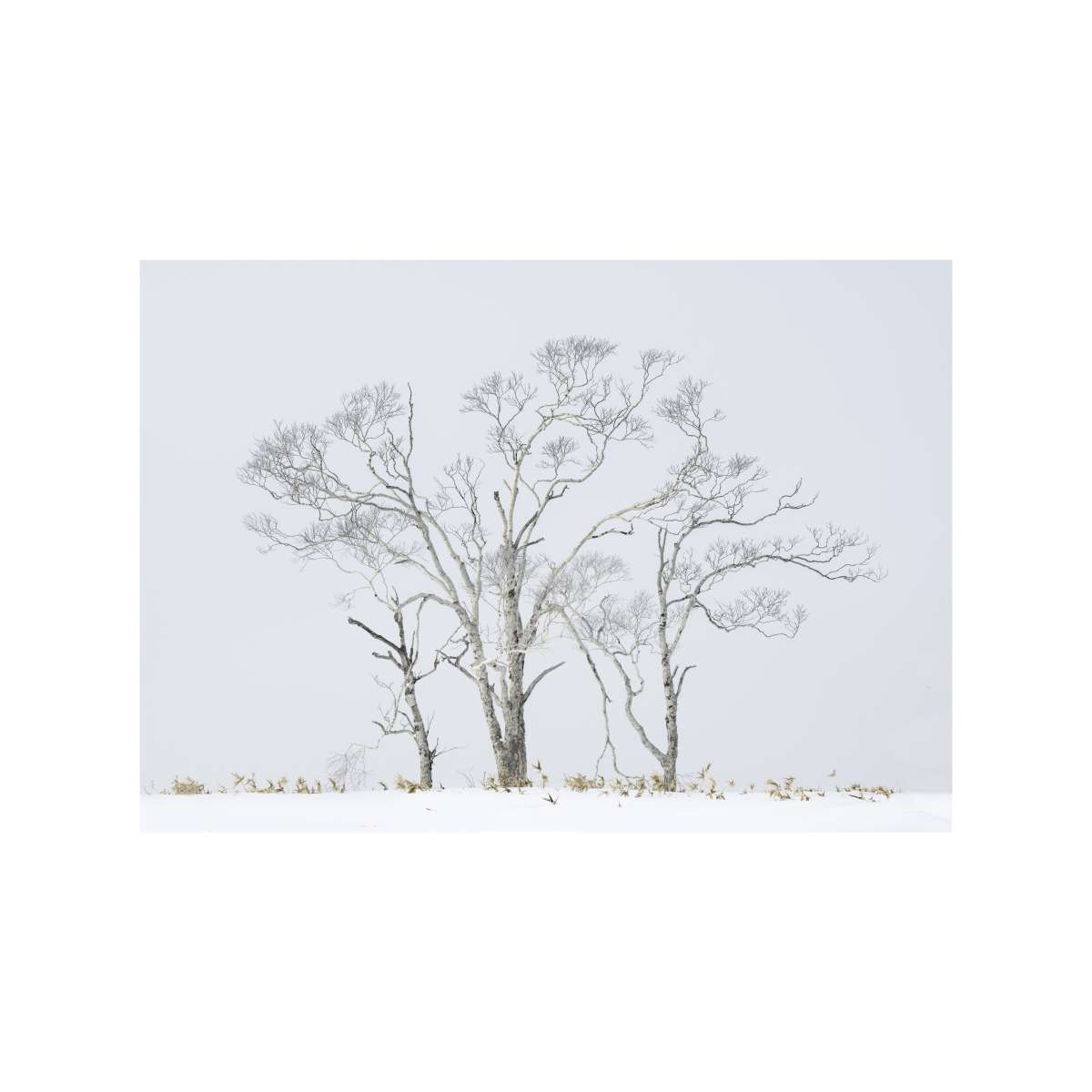 Ancient Birch