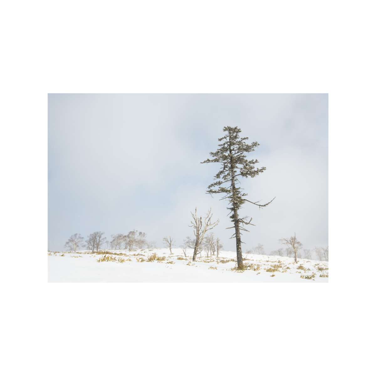 Standing Pine