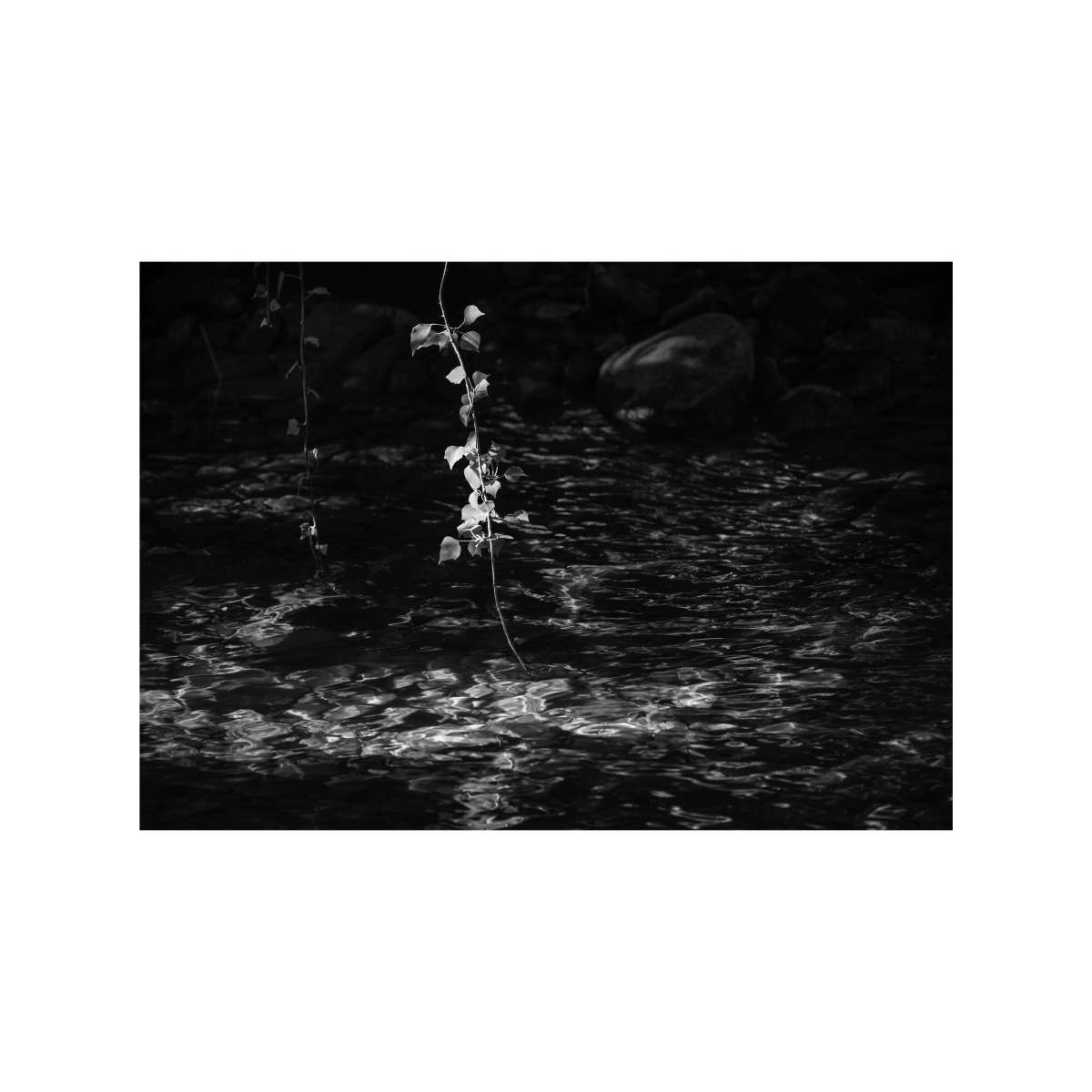 Hanging by Jan Harris