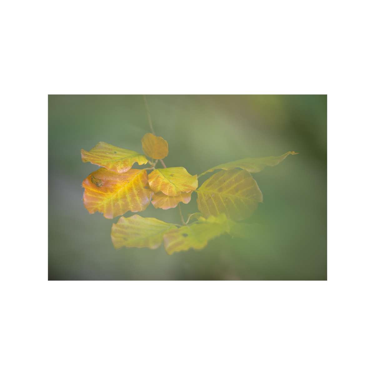 Autumn Approaches by Jan Harris