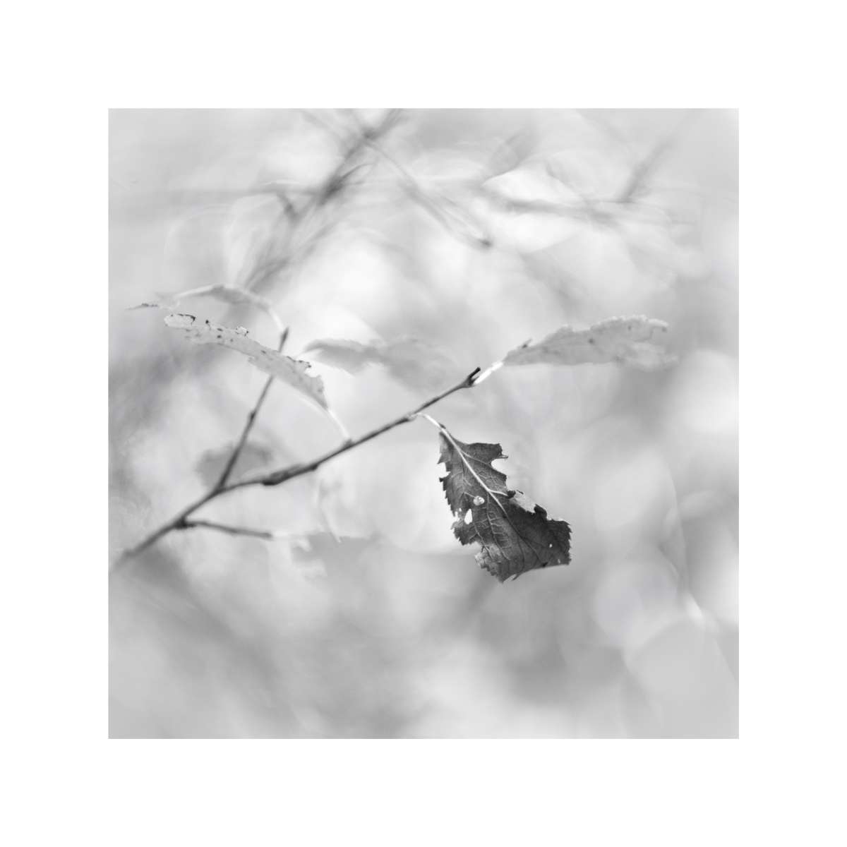 Woodland Study 1 by Jane Berrisford