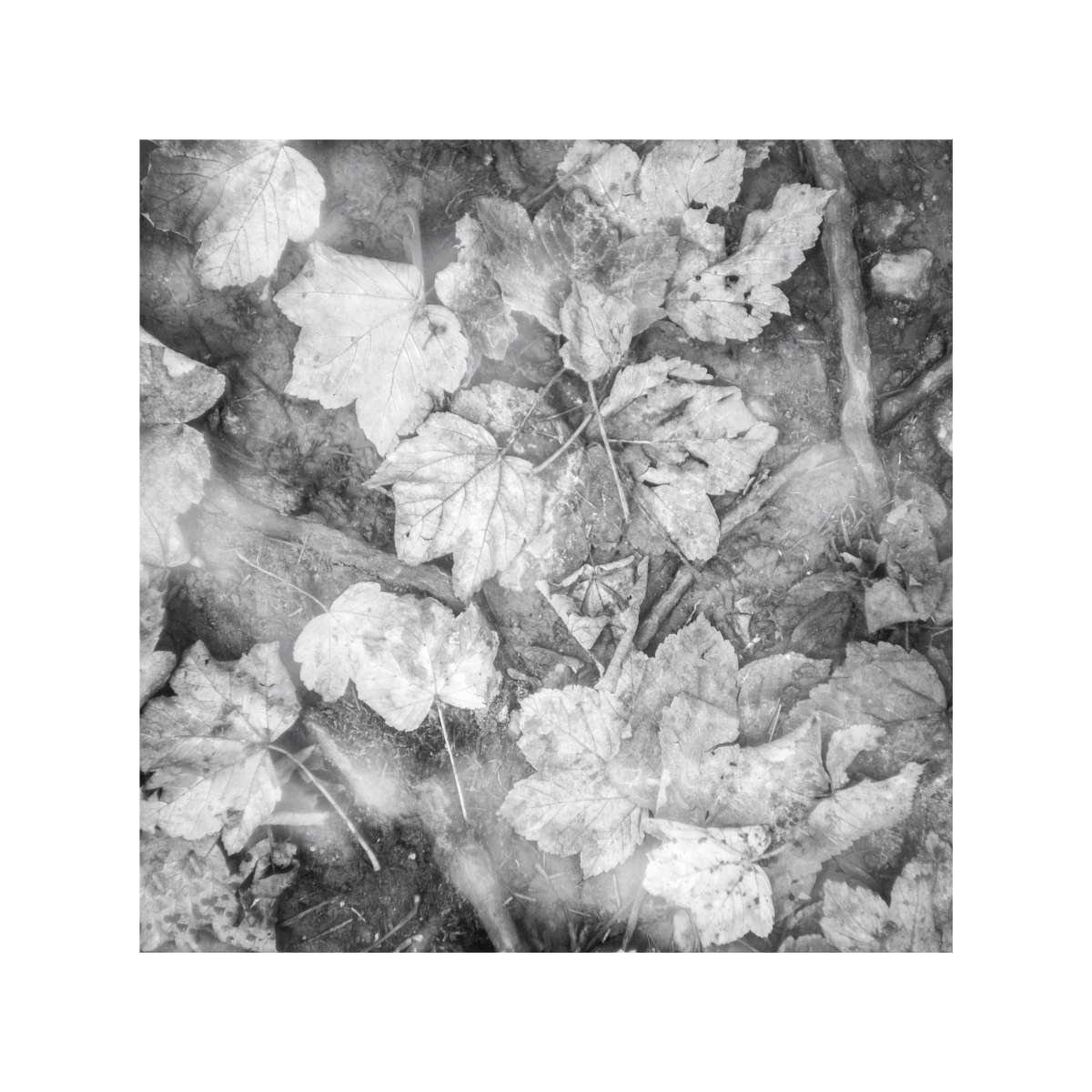 Woodland Study 2 by Jane Berrisford