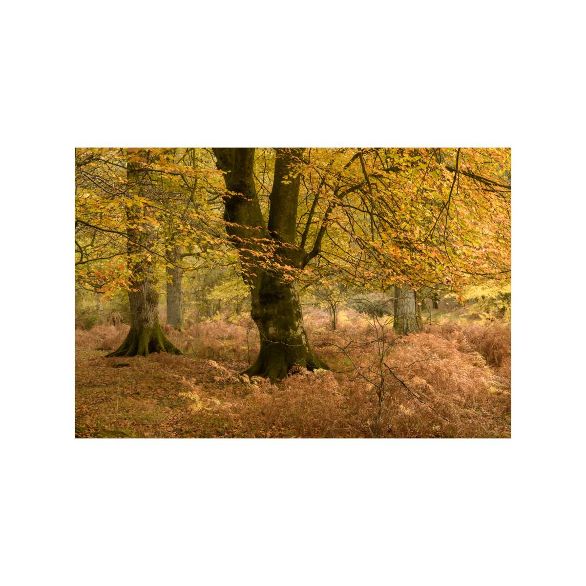 New Forest Study 1 by Michael Pilkington