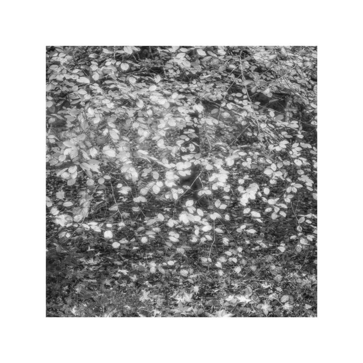 New Forest Study 11 by Michael Pilkington