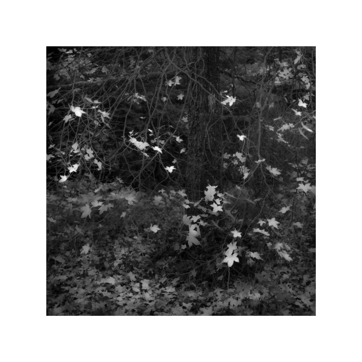 New Forest Study 13 by Michael Pilkington