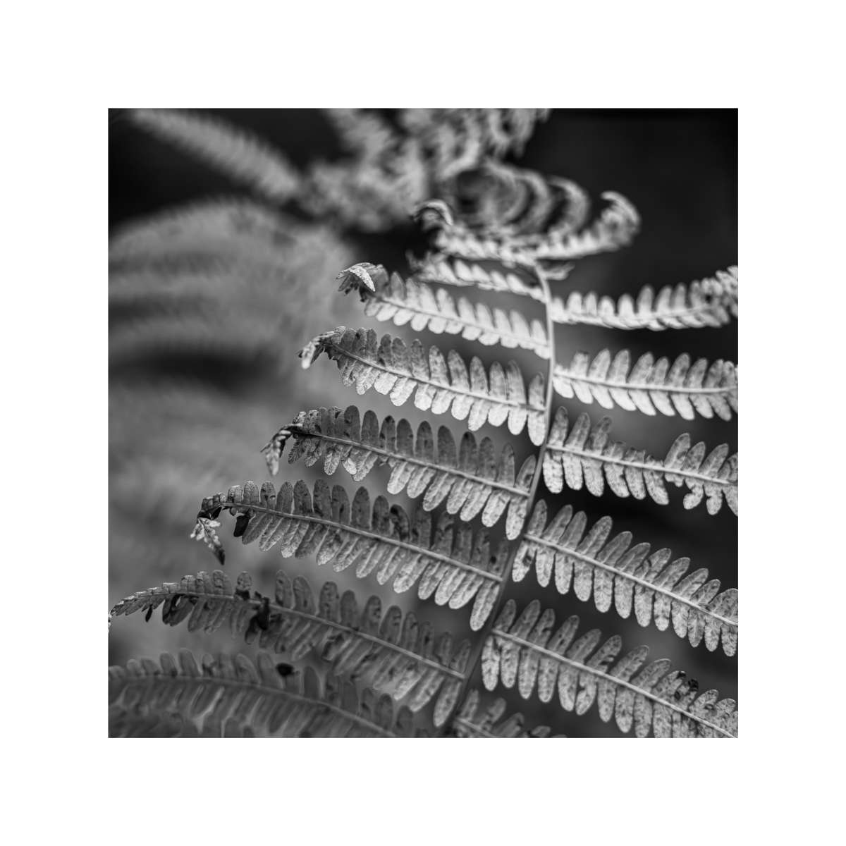 New Forest Study 2 by Michael Pilkington