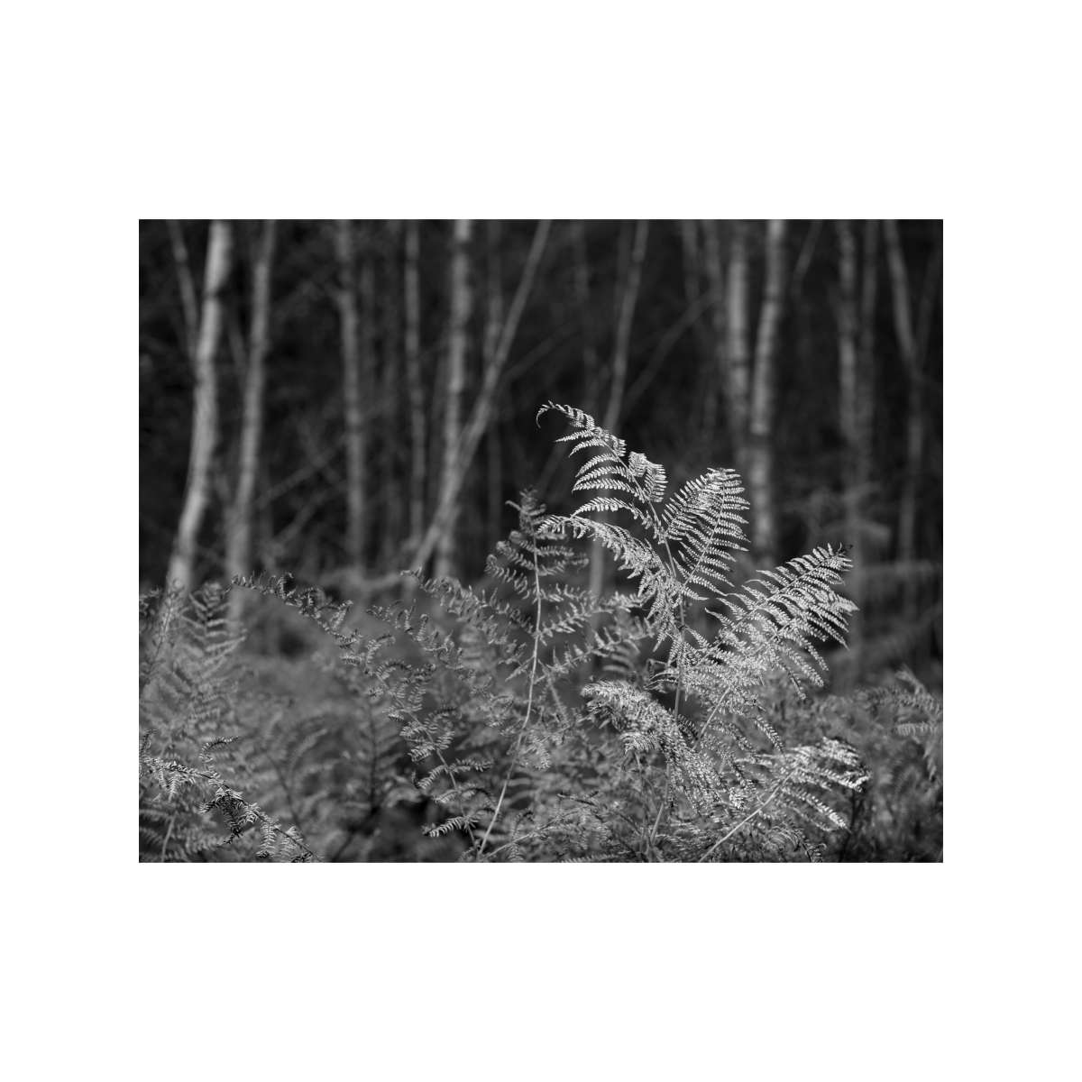 New Forest Study 4 by Michael Pilkington