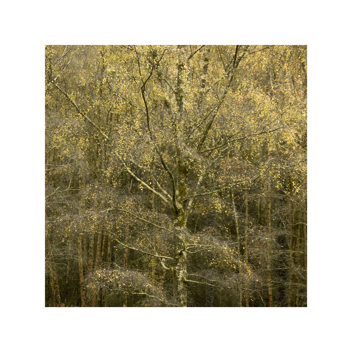 New Forest Study 5 by Michael Pilkington