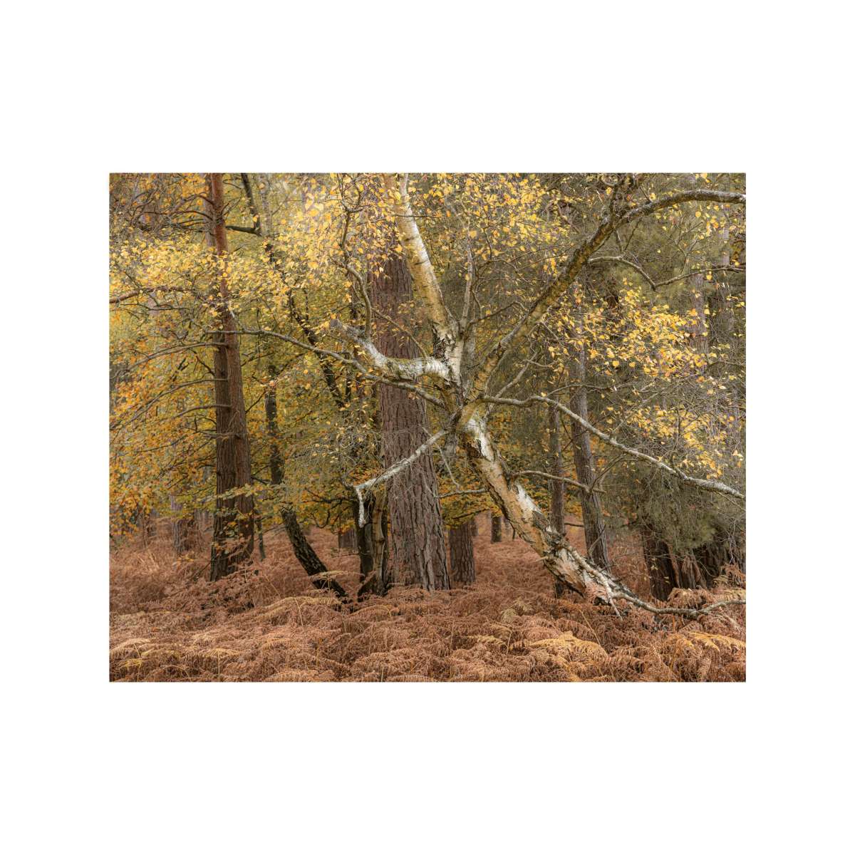 New Forest Study 8 by Michael Pilkington