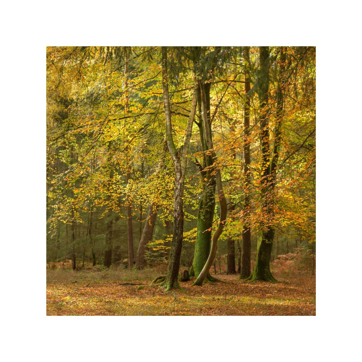 New Forest Study 9 by Michael Pilkington