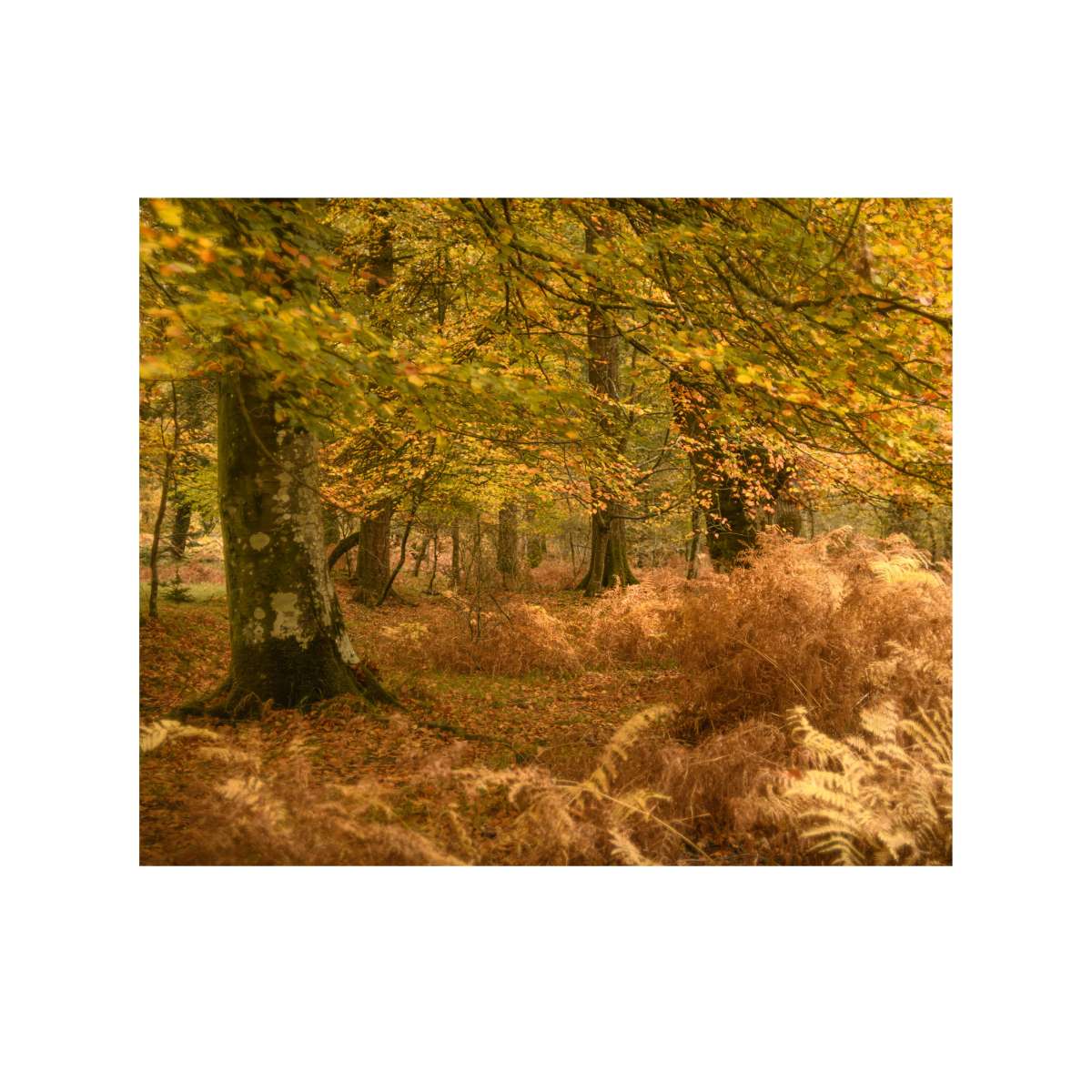 New Forest Study 10 by Paul Gallagher