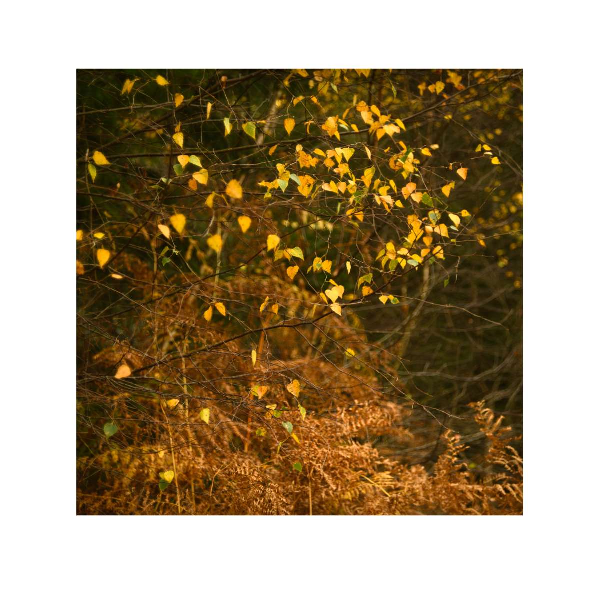 New Forest Study 11 by Paul Gallagher