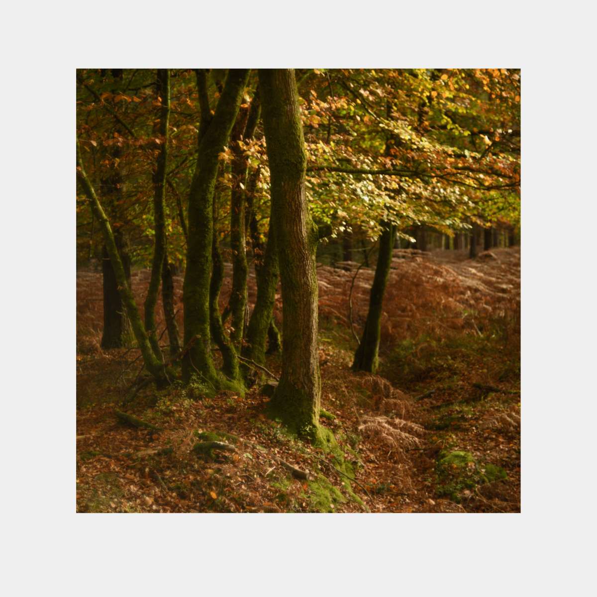 New Forest Study 13 by Paul Gallagher