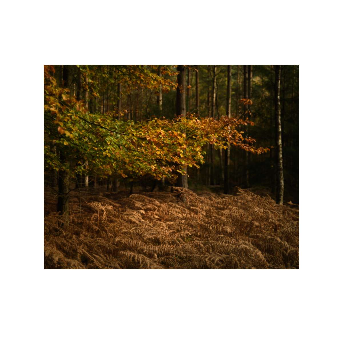 New Forest Study 5 by Paul Gallagher