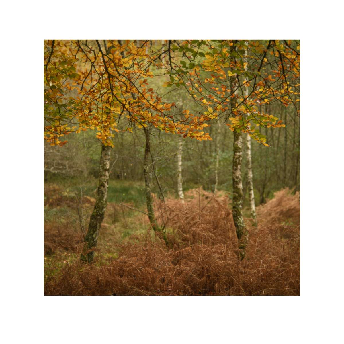 New Forest Study 6 by Paul Gallagher