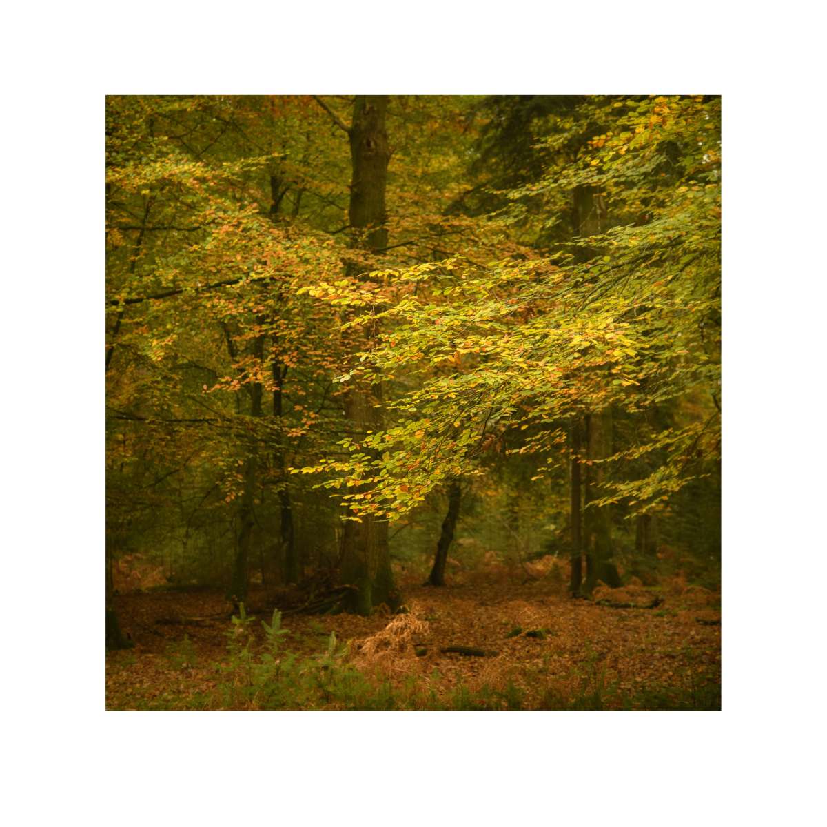 New Forest Study 7 by Paul Gallagher
