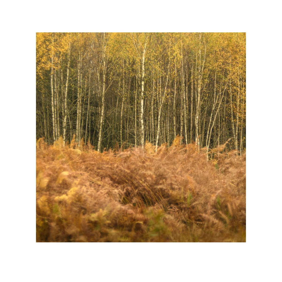 New Forest Study 9 by Paul Gallagher