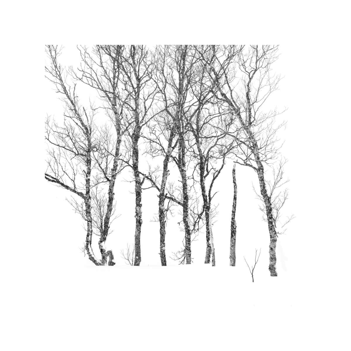 Senja - Tree Study 4 Senja - Tree Study 4