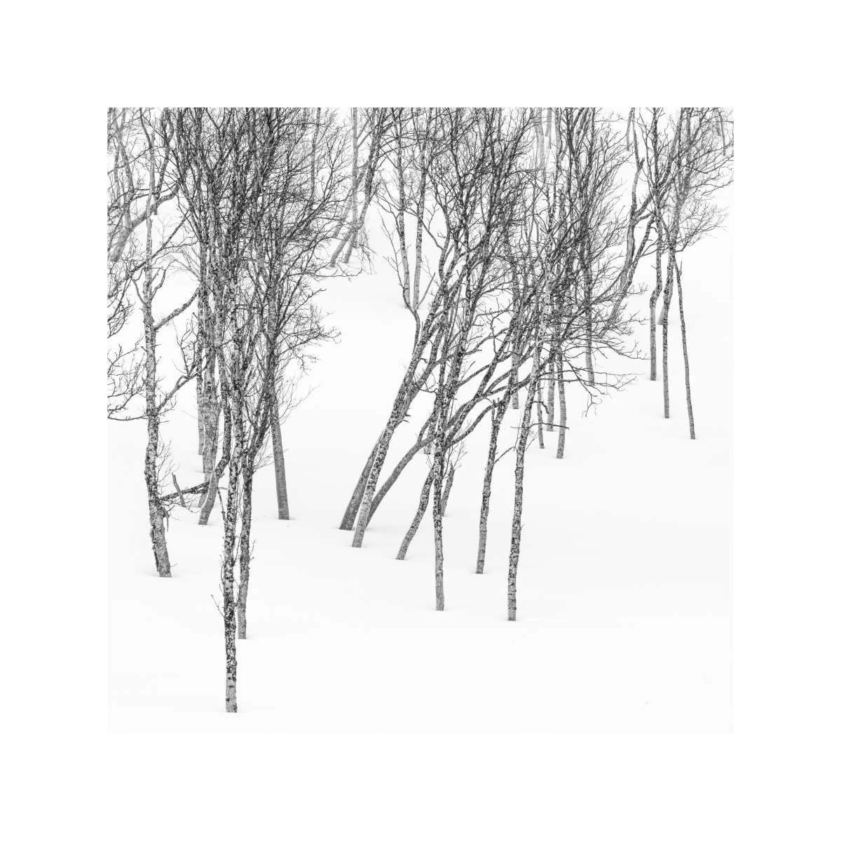 Senja - Tree Study - 3 Senja - Tree Study - 3