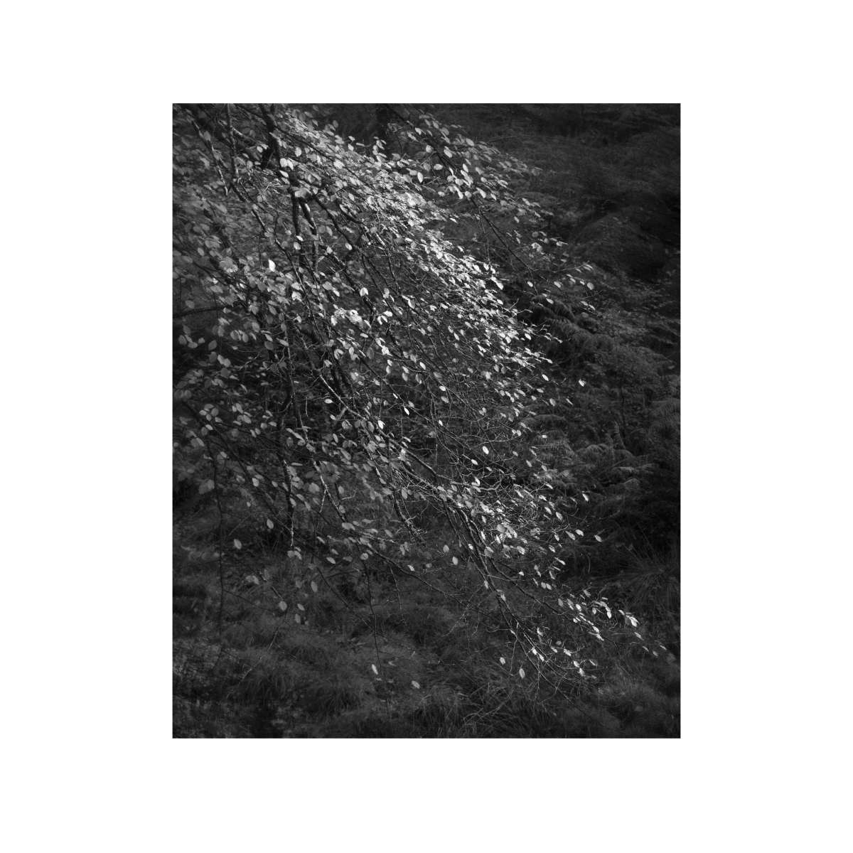 Expressive Woodland Study 10 by Paul Gallagher