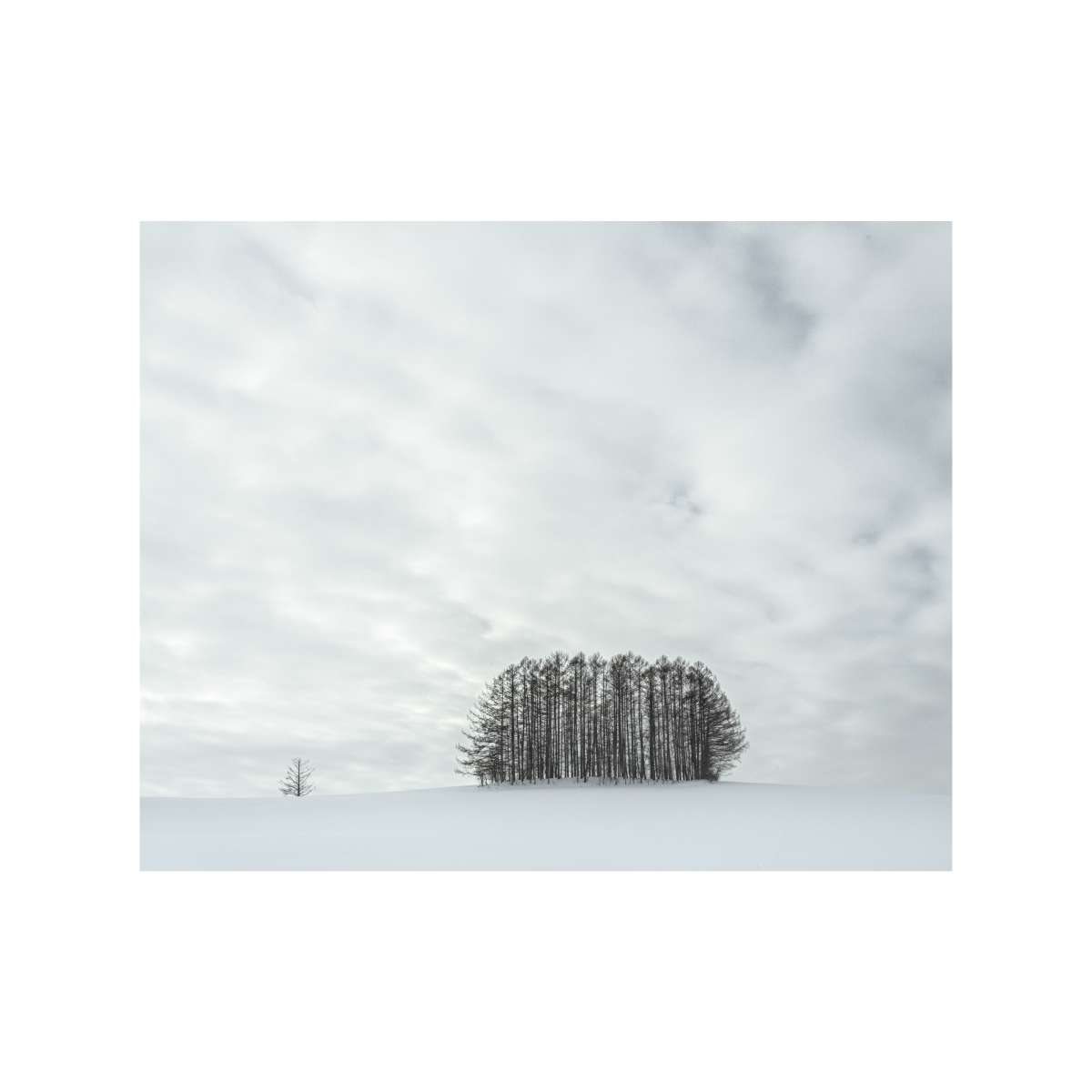 Mita Copse