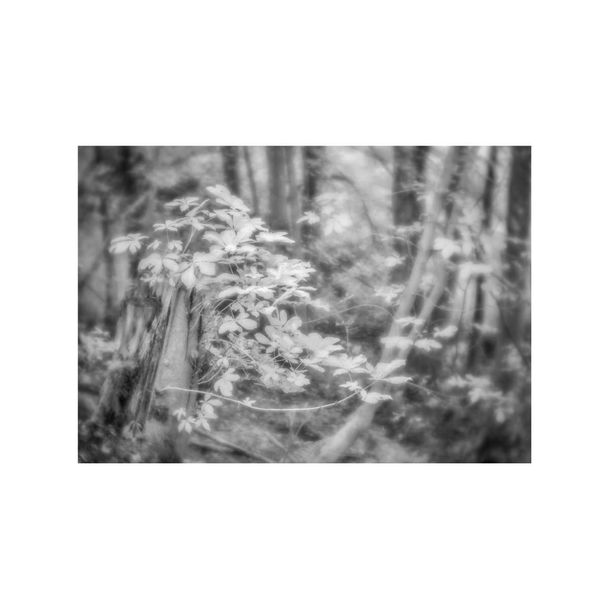 Expressive Woodland Study by Judy Longthorn