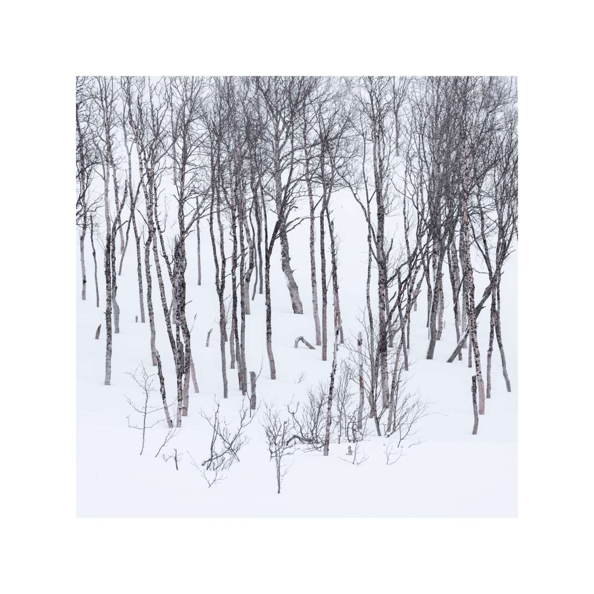 Senja - Tree Study 1