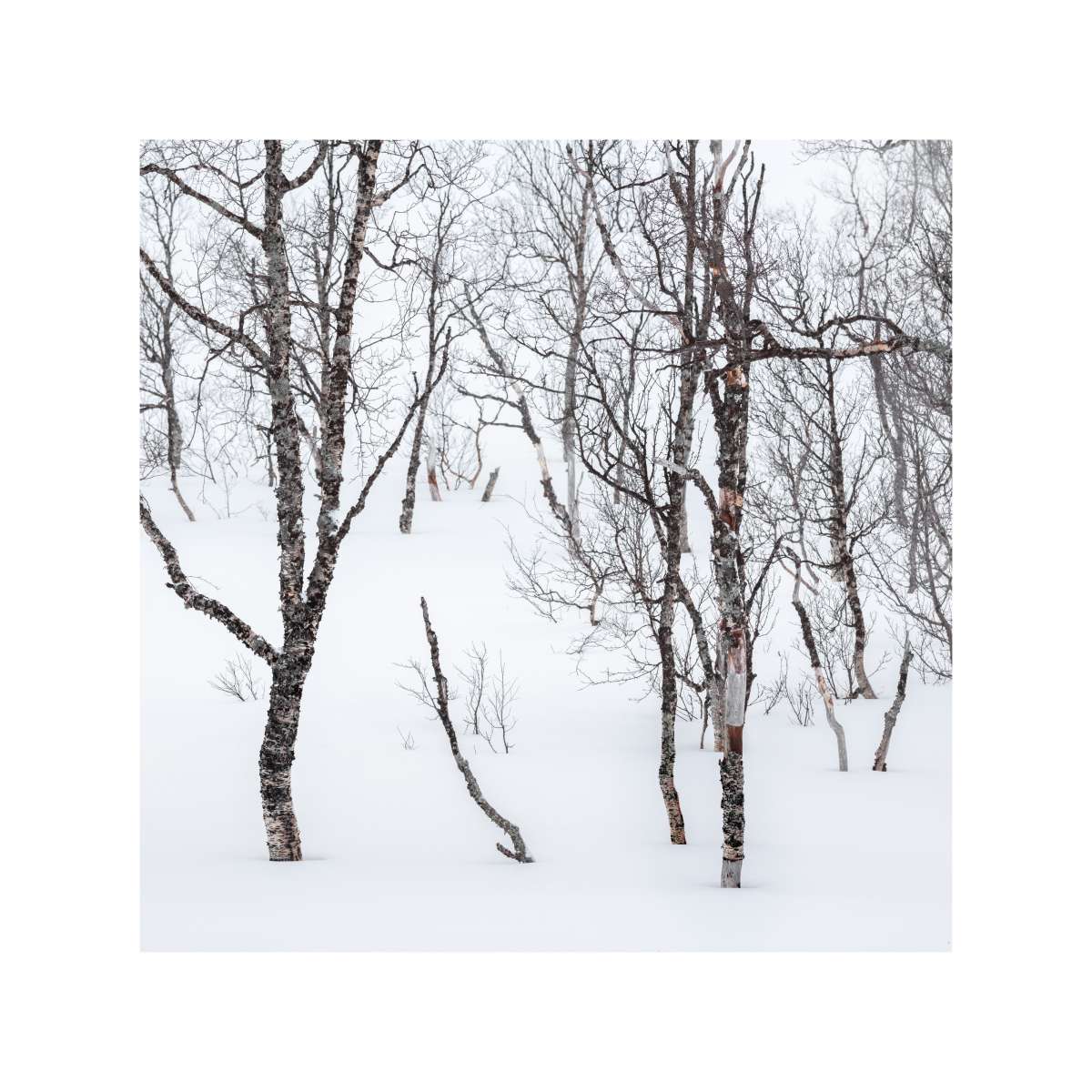 Senja - Tree Study 2