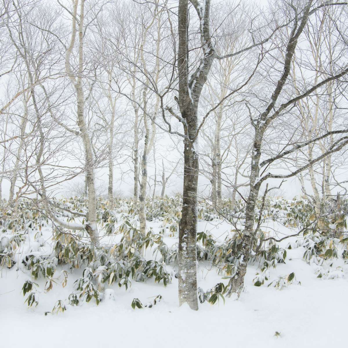 Hokkaido