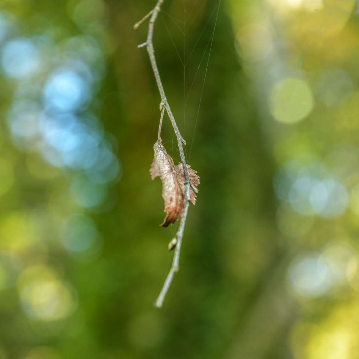 Expressive Photography