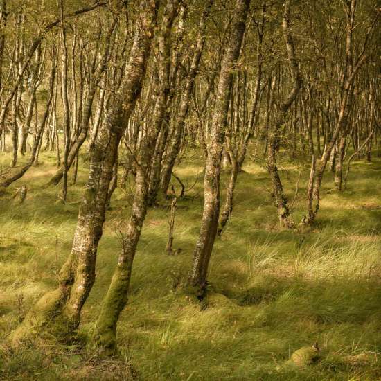 Online Photography Workshops - Woodland in the Lake District - Michael Pilkington aspect2i