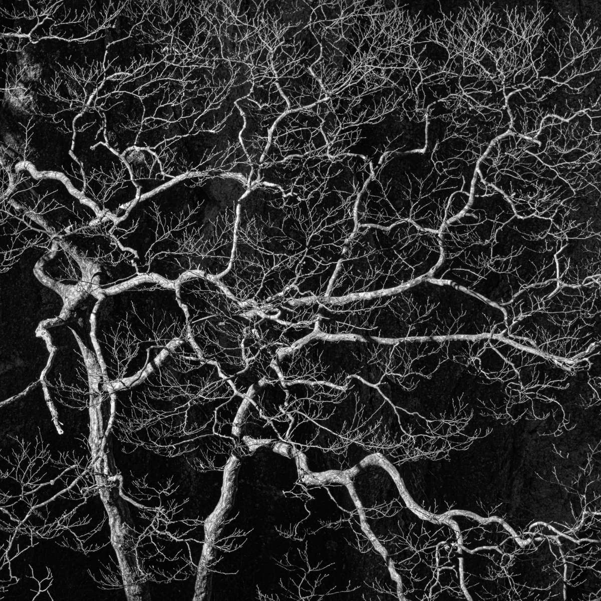 Tree Study by Michael Pilkington aspect2i