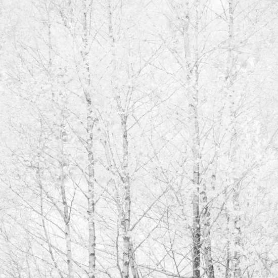 Silver Birch saplings in infrared by Paul Gallagher aspect2