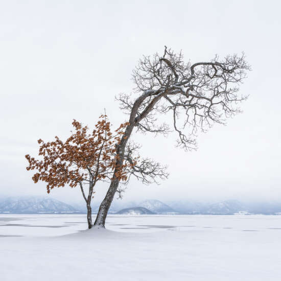Lakeside Tree Hokkaido by Paul Gallagher aspect2i