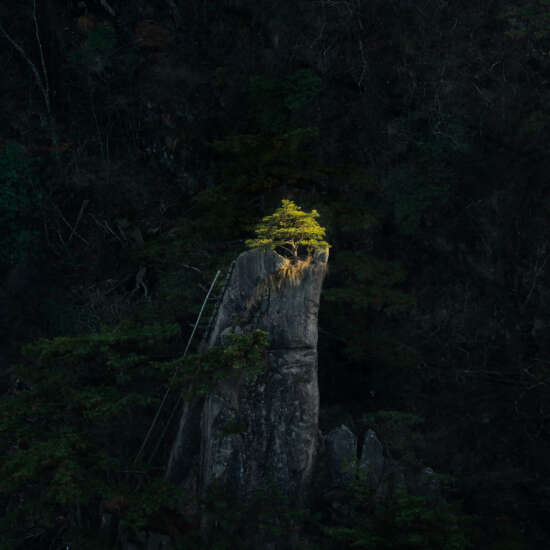 Sunlit Tree Yellow Mountain by Michael Pilkington aspect2i