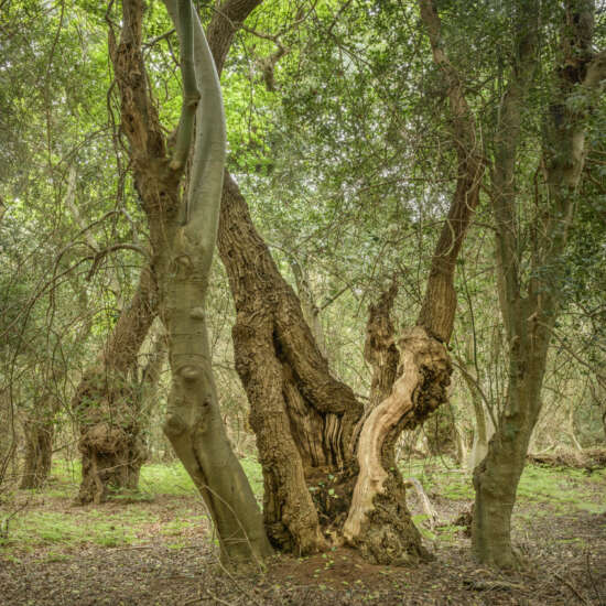 Spilt Ancient Tree by Paul gallagher aspect2i