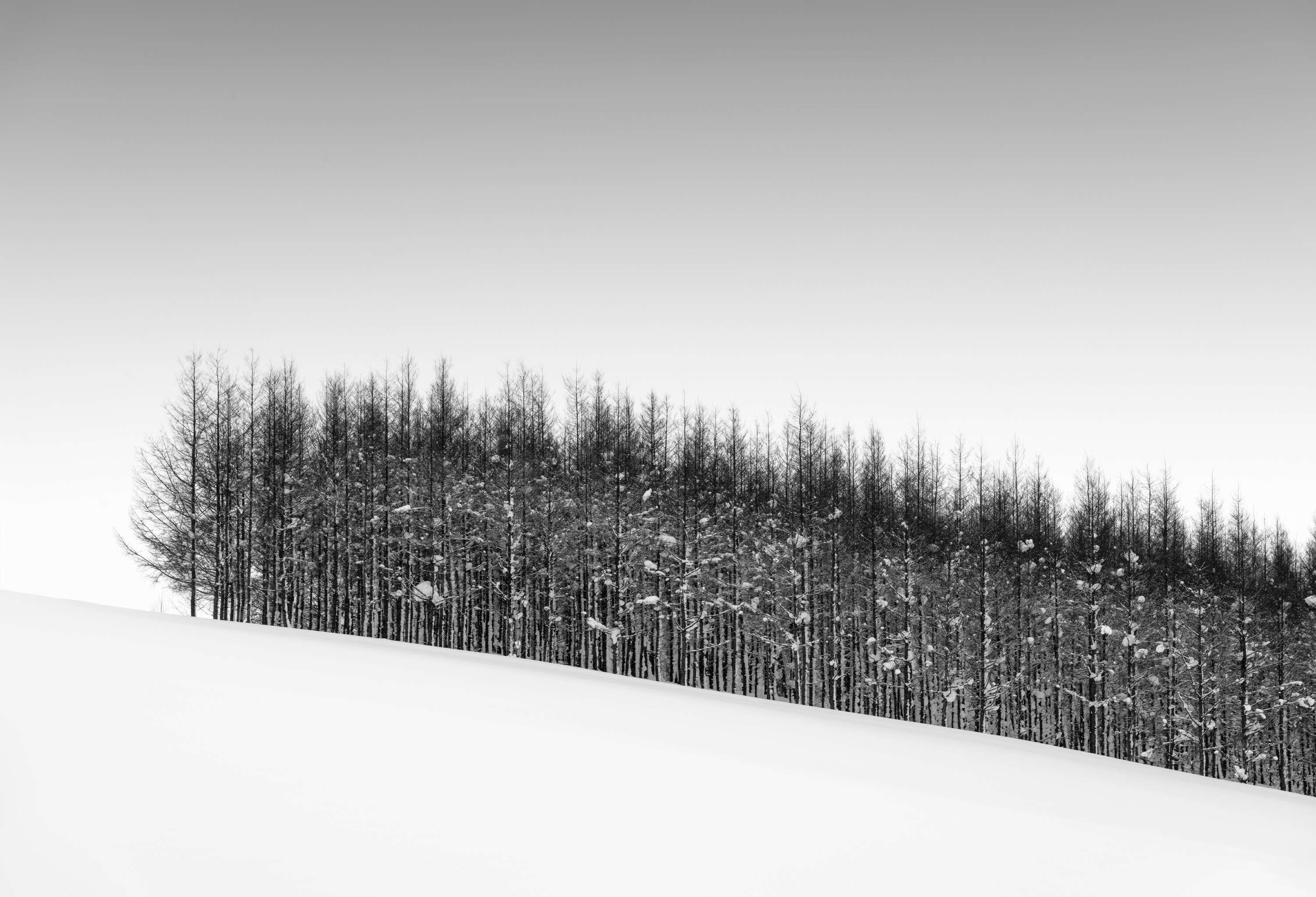 Treeline Hokkaido by Paul Gallagher aspect2i