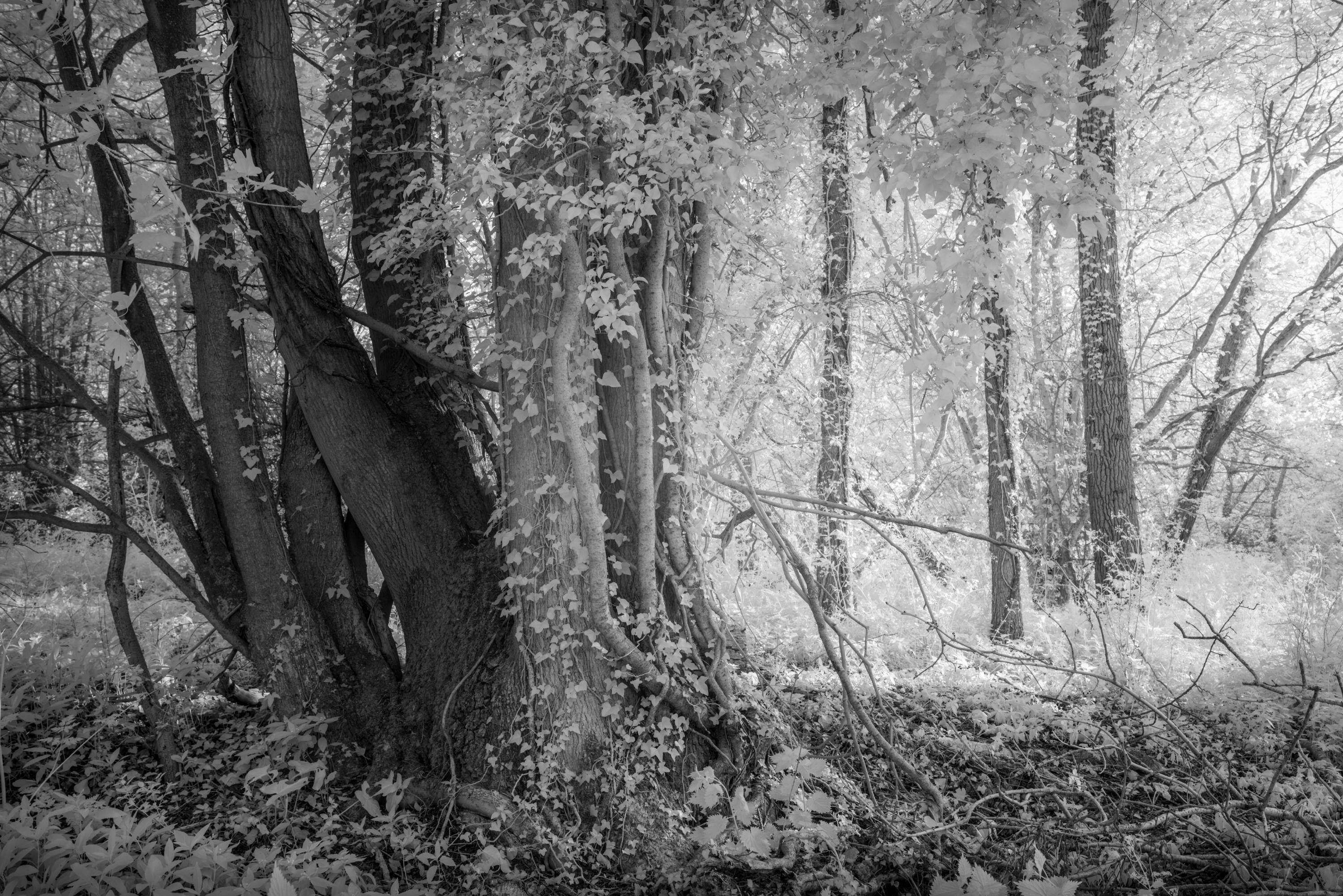 Infrared Woodland Study by Paul Gallagher aspect2i