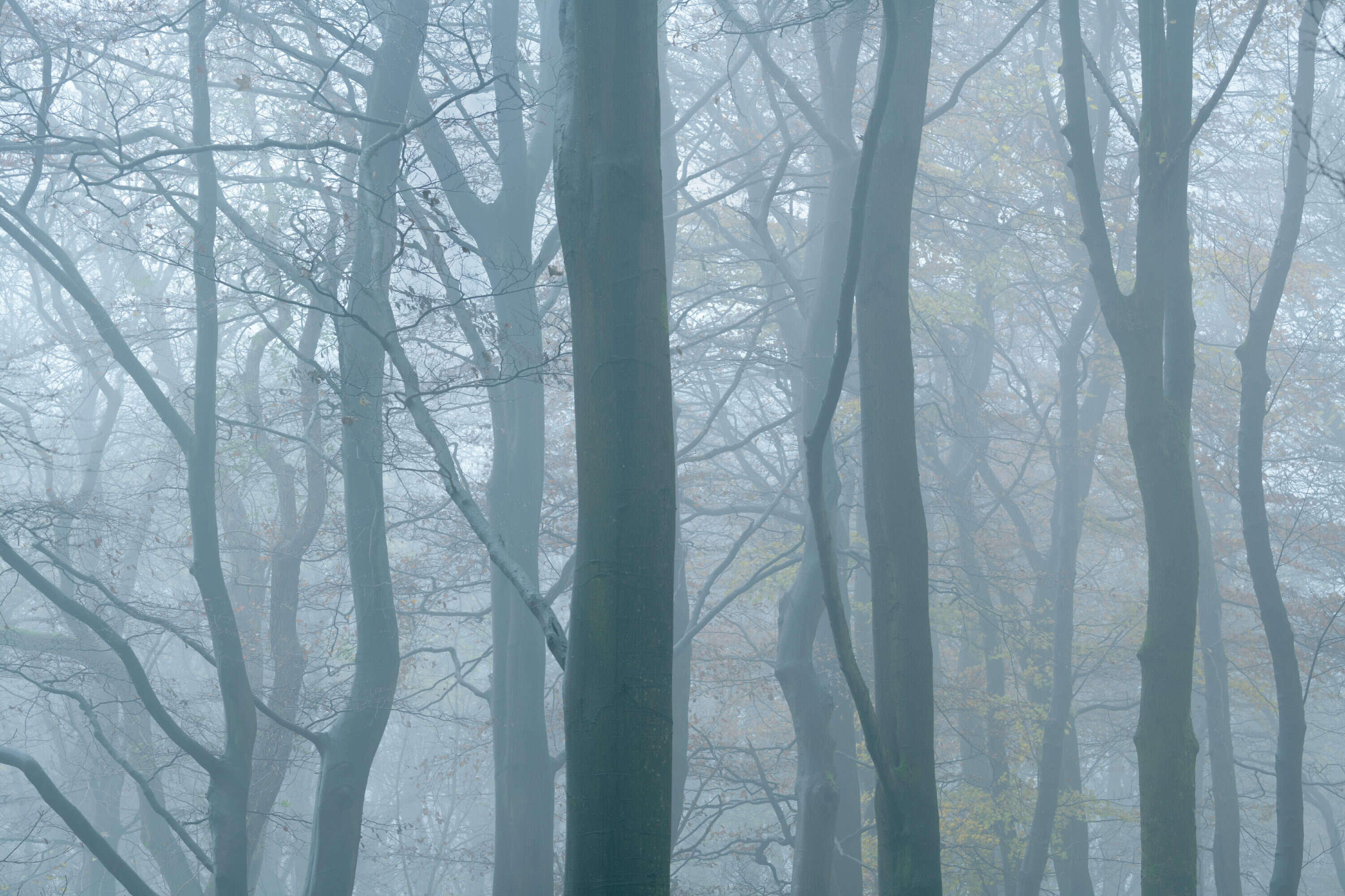 Trees in Mist by Paul Gallagher aspect2i
